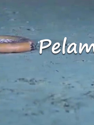 Pelampung