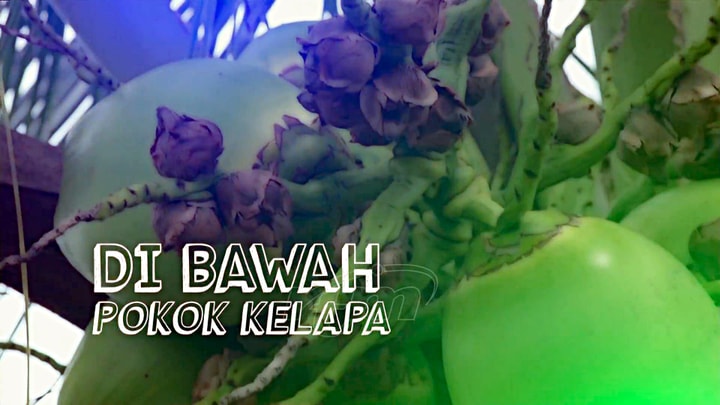 Rona Sabah : S12 Di Bawah Pokok Kelapa